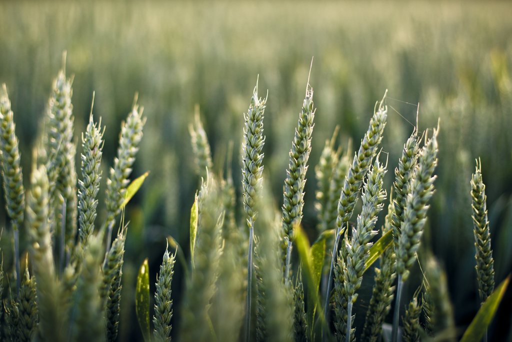 Wheat - Ashburton Lyndhurst Irrigation Limited